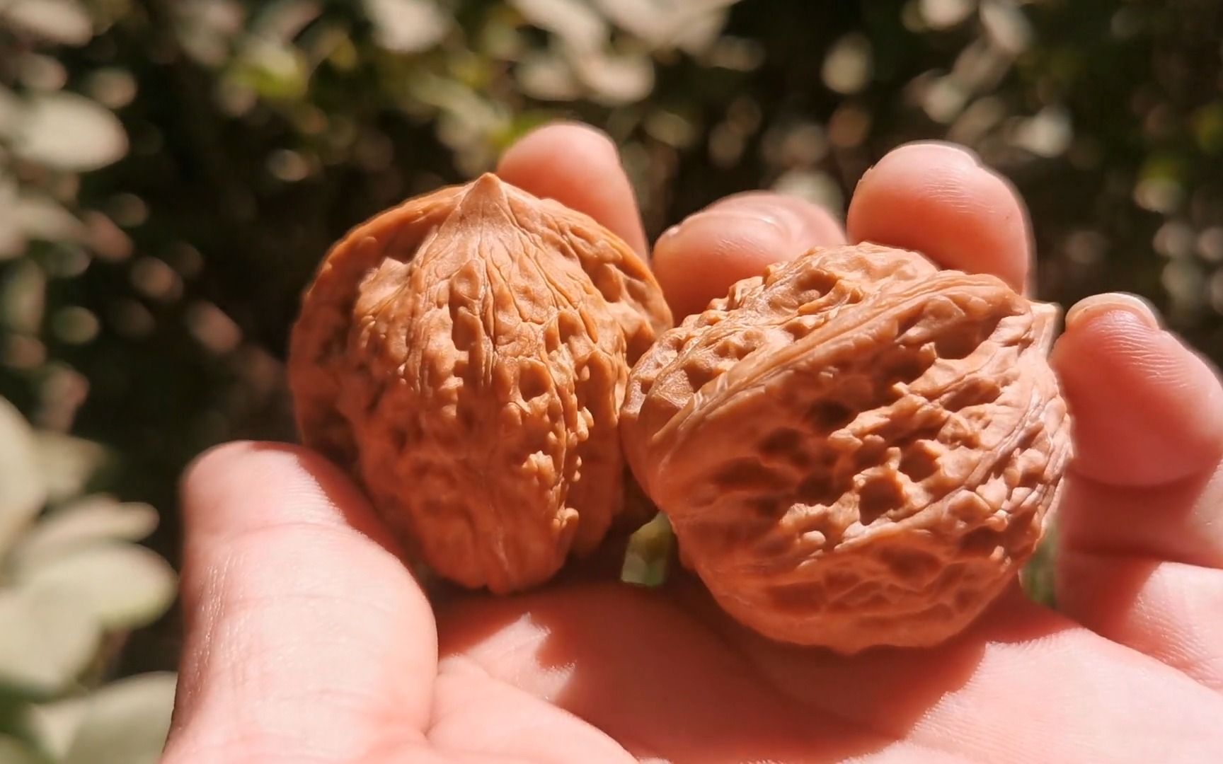 麻核桃,大龙火焰歪角宽边,皮质油亮,骨重坠手