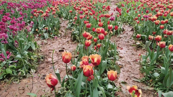 [图]遇见花海~~