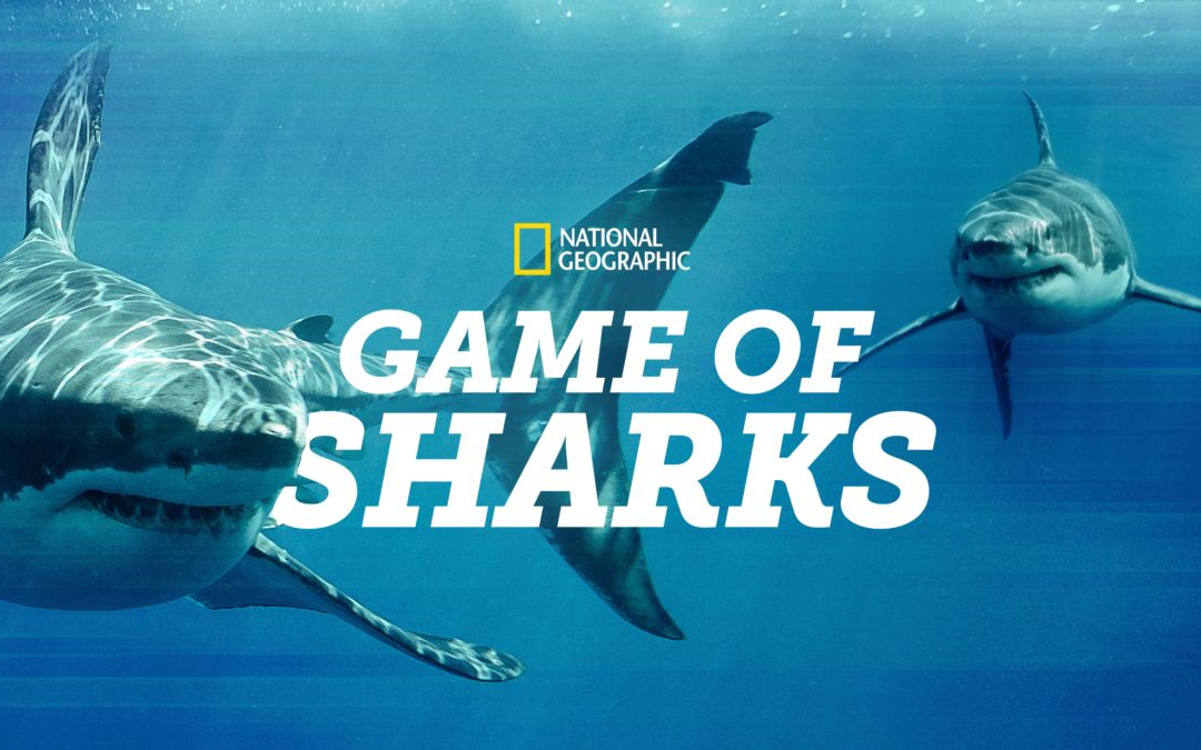 [图]鲨鱼比赛 Game of Sharks