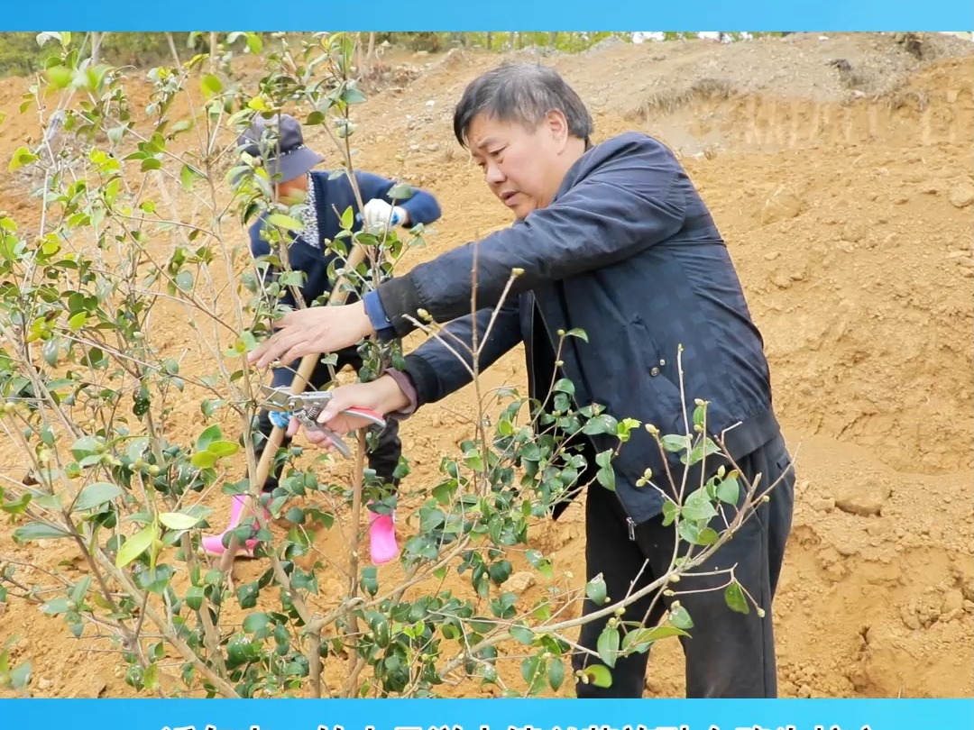 竹山县溢水镇新建油茶基地3000亩.(拍摄:杜登艳 程平 剪辑:李昊)哔哩哔哩bilibili