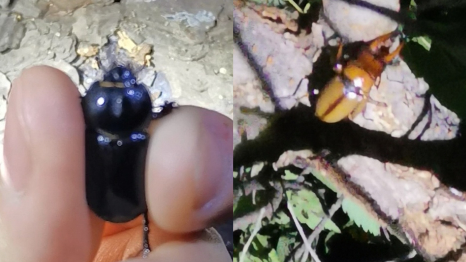 8月11日西山夜探,发现中华晓扁犀金龟,两点赤锯锹