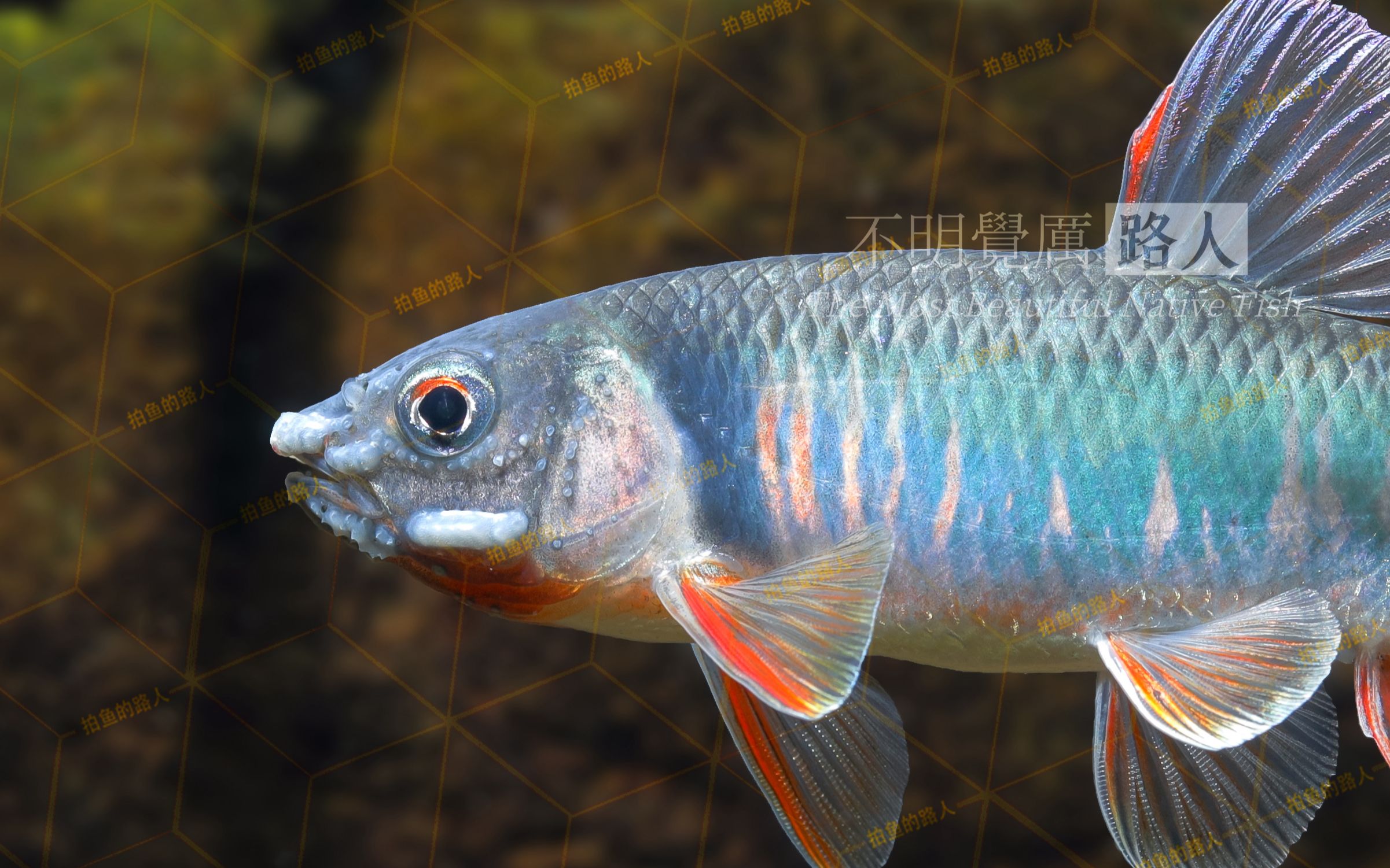 黑头宽鳍鱲,辽宁的