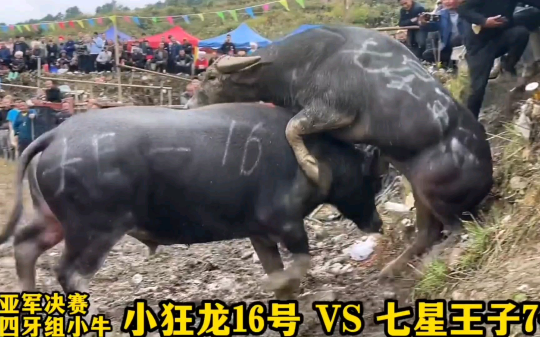 牛王争霸赛:这是比赛场合,注意要文明打架