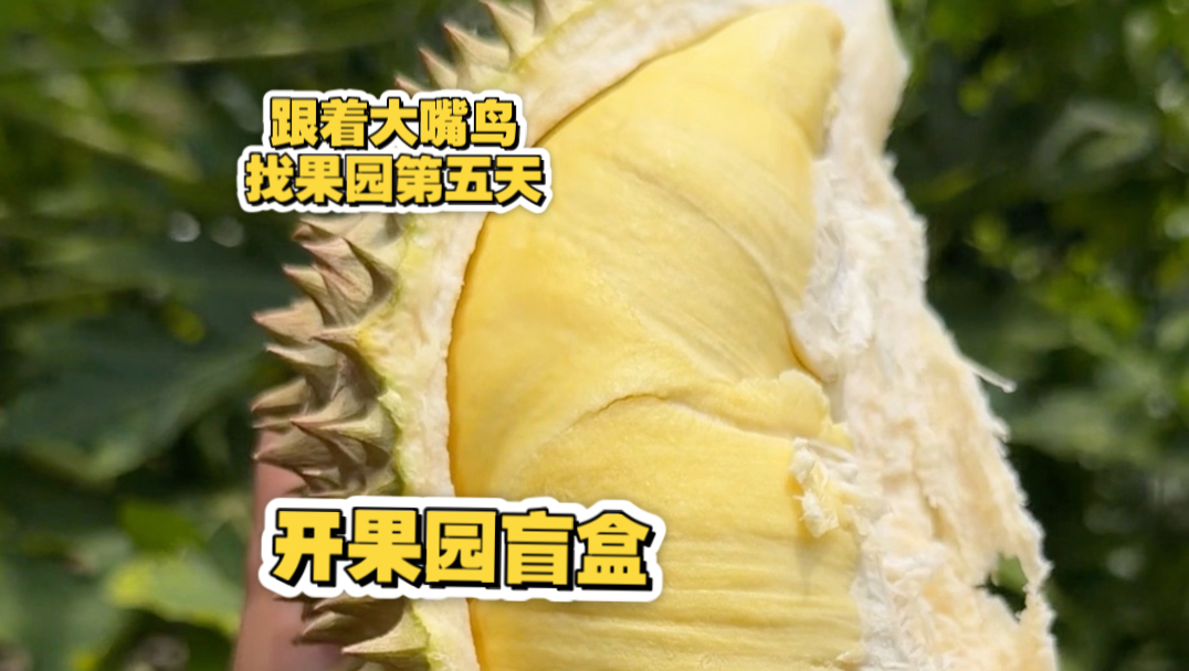 包下果园仅仅是做好货的第一步！砍果时也要天时地利人和才能做出高质量的榴莲！只要砍下来的原材料足够好，果后处理就非常简单了！