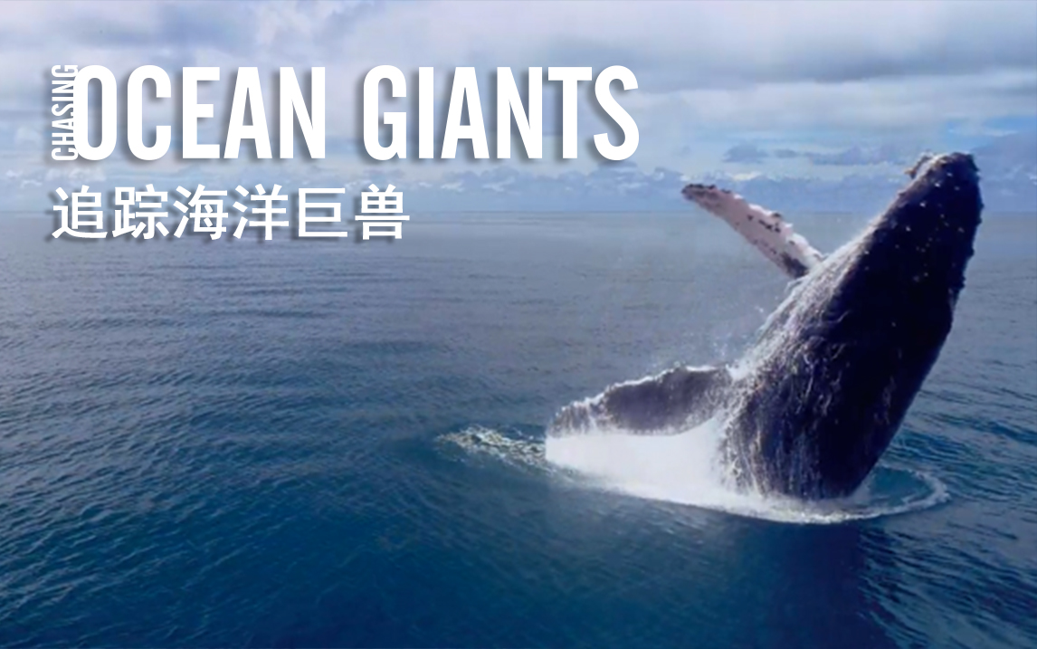追踪海洋巨兽:第1话 座头鲸之夜