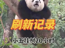 Descargar video: 莽小五挂树20个小时，把自己送上了热搜，凭实力刷了一波长安五少的江湖地位～