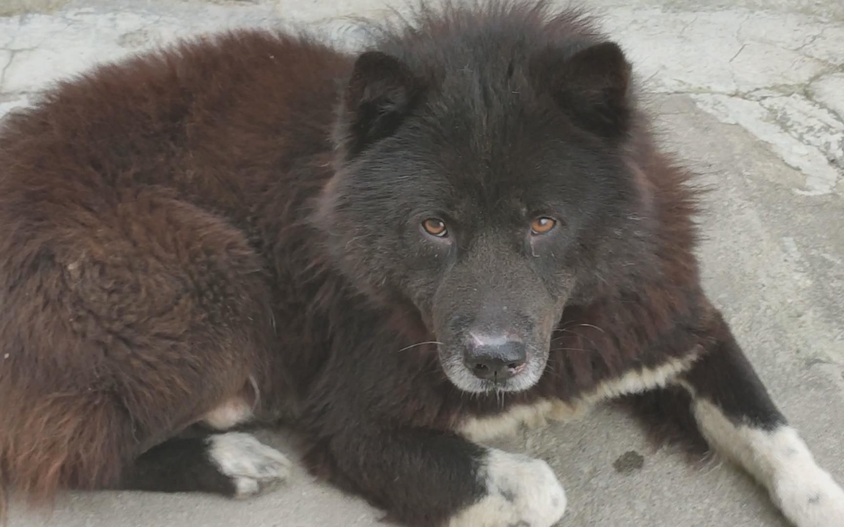 活动作品狗王暴君在中国土狗里是高颜值血红色眼睛和长毛今天却受伤了