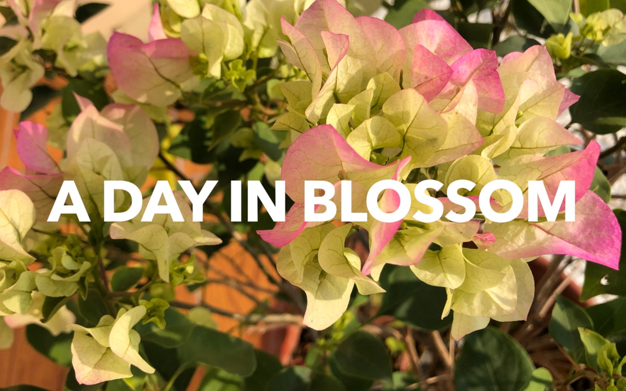 与花相伴的一天adayinblossom