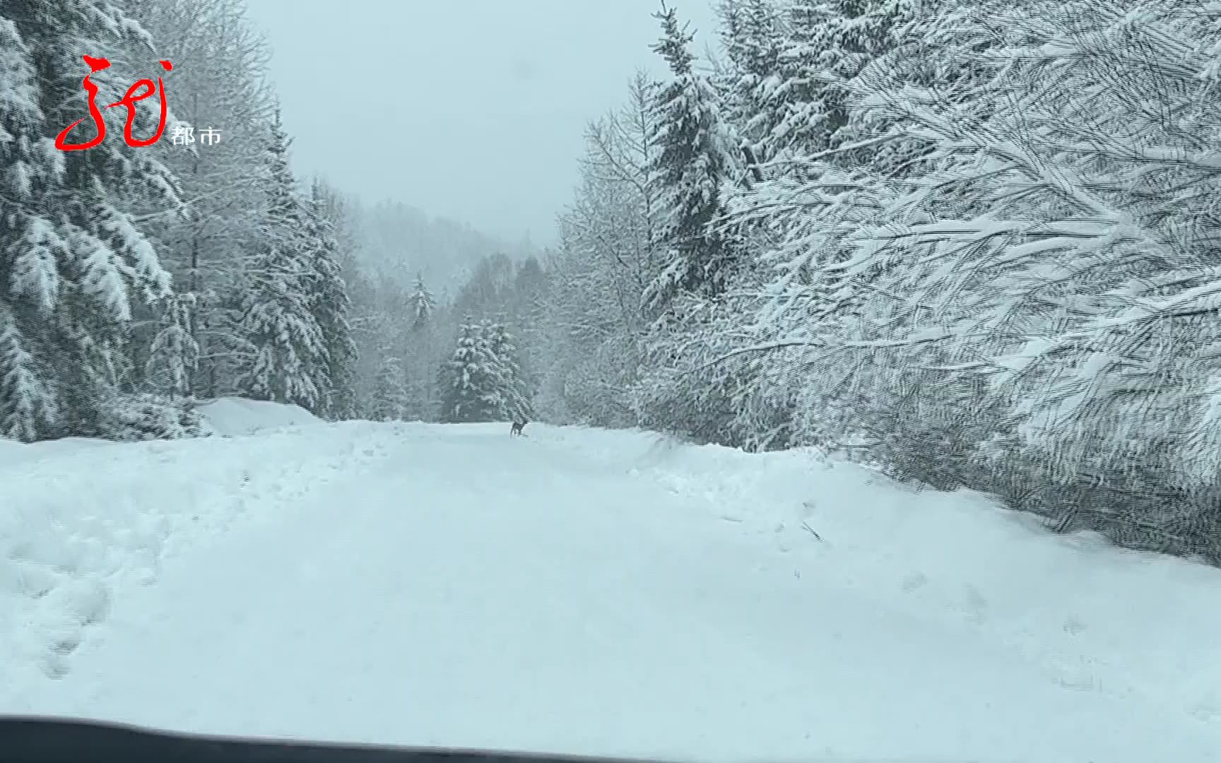大雪封山 "东北神兽"结伴玩耍