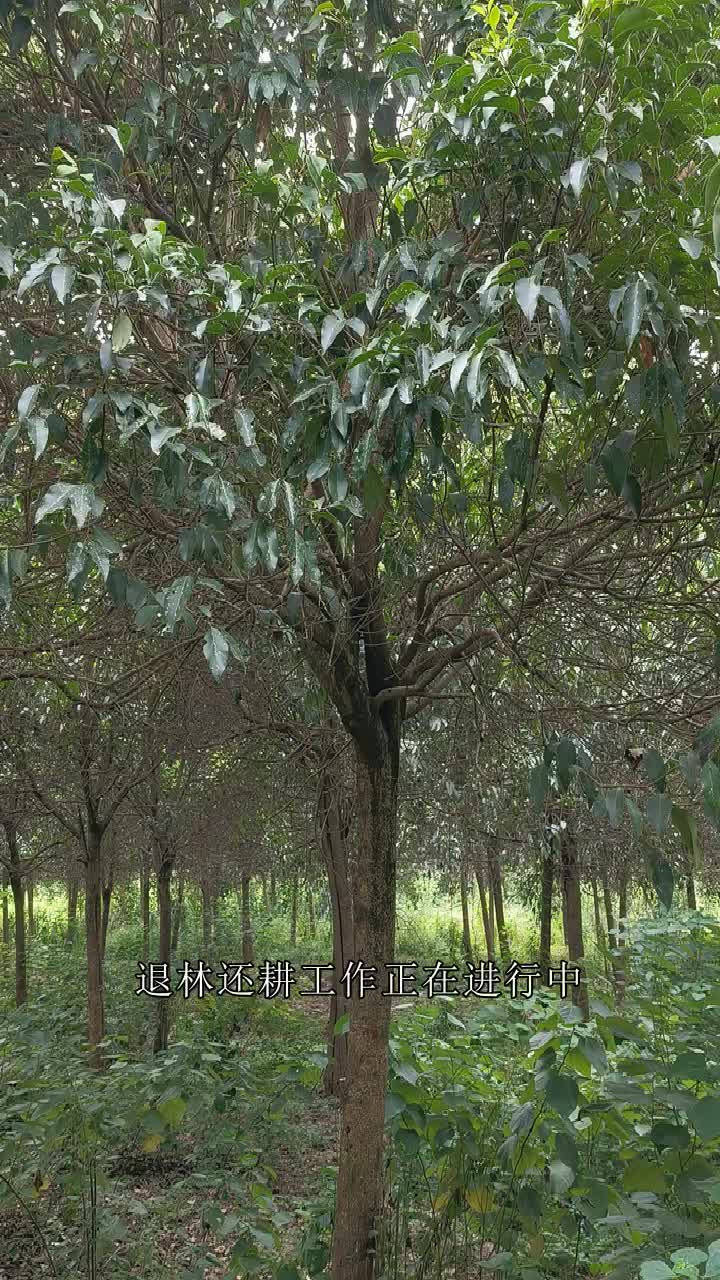 资阳湖北荆州涛顺18公分丛生大叶女贞小区绿化退林还耕处理1218公分大叶女贞,丛生大叶女贞,给钱就哔哩哔哩bilibili