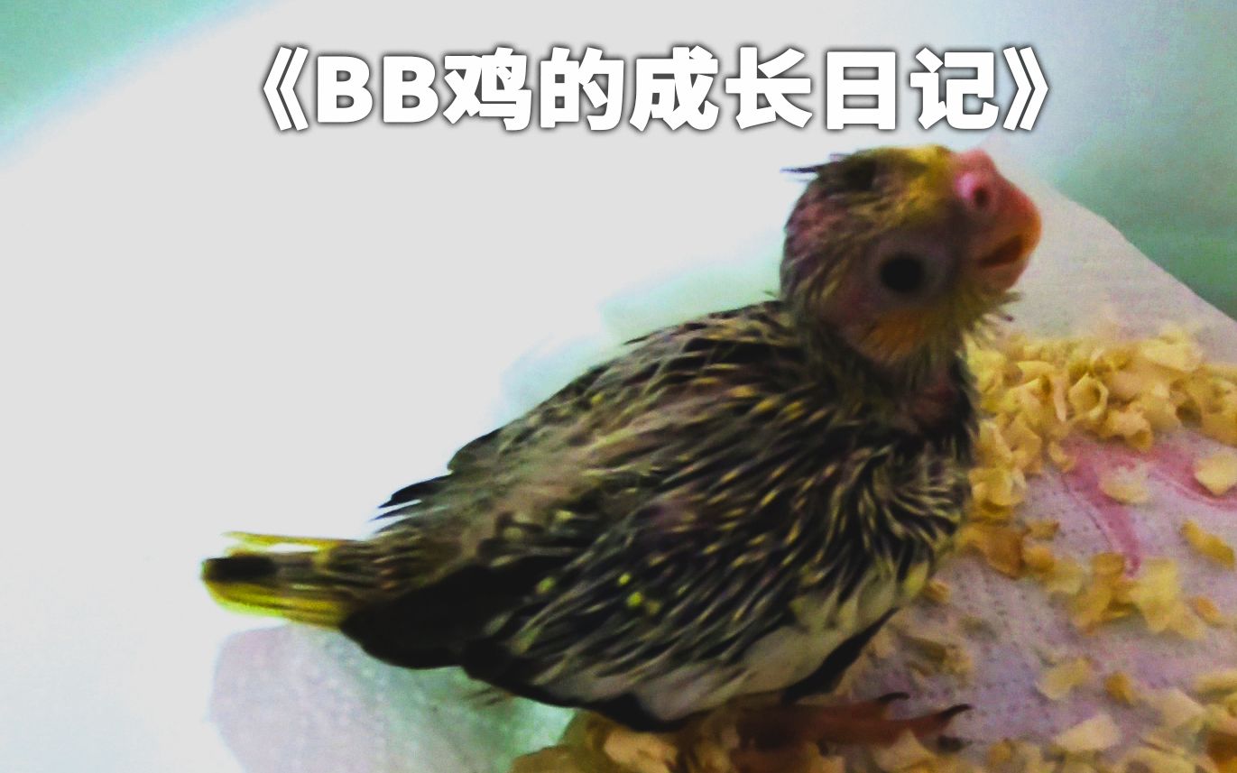 玄凤鹦鹉之《BB鸡的成长日记》第01期:我的新家哔哩哔哩bilibili