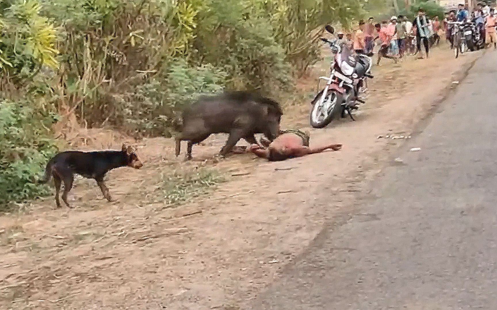 老人误入野猪领地被拱倒在地奄奄一息场面惊心动魄