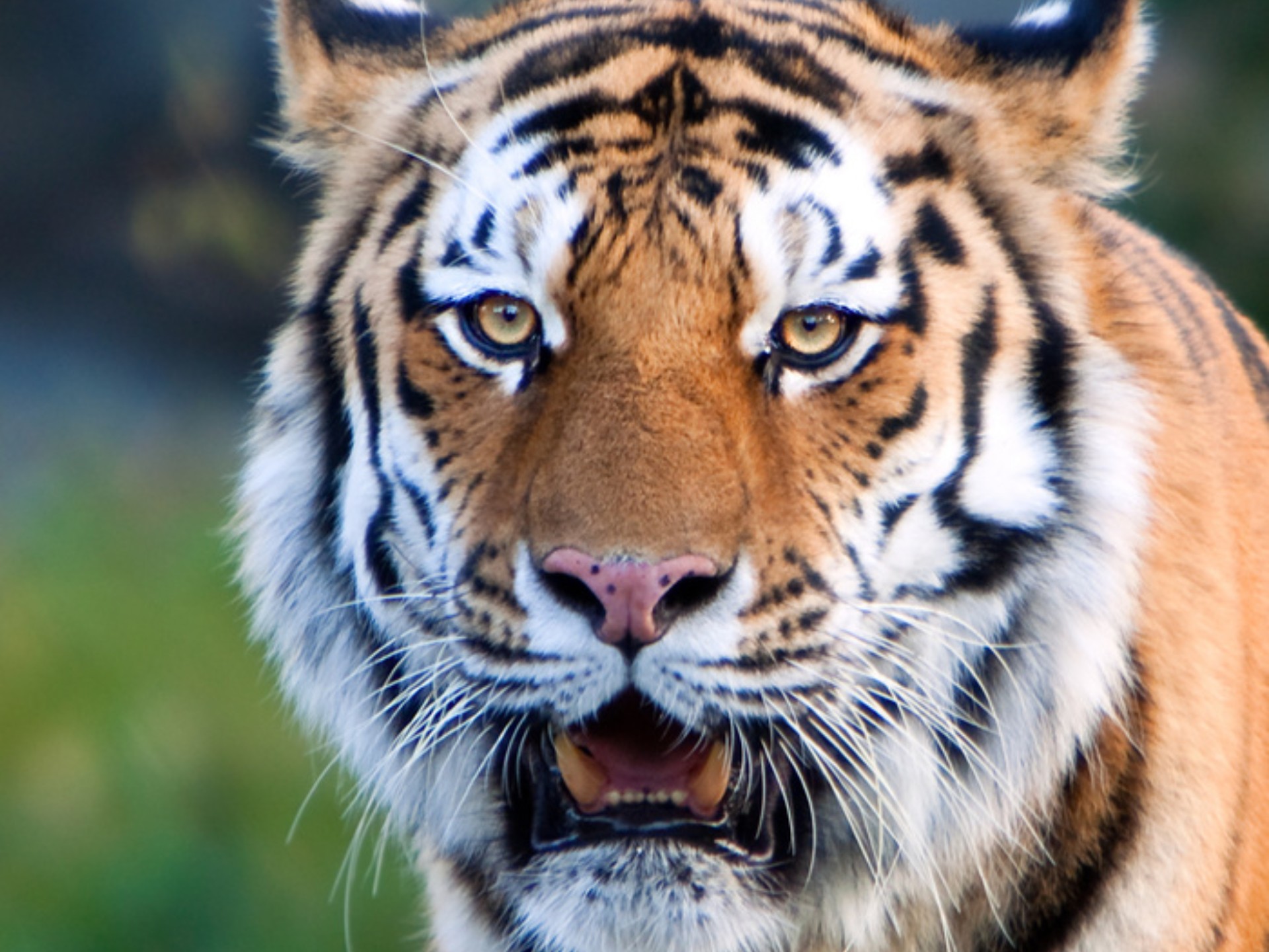 本视频为作者动物园实拍老虎狩猎视频