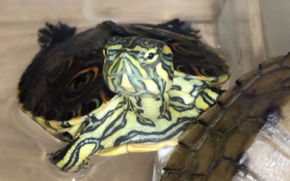 尼加拉瓜彩龟当王八遇到钓龟杆