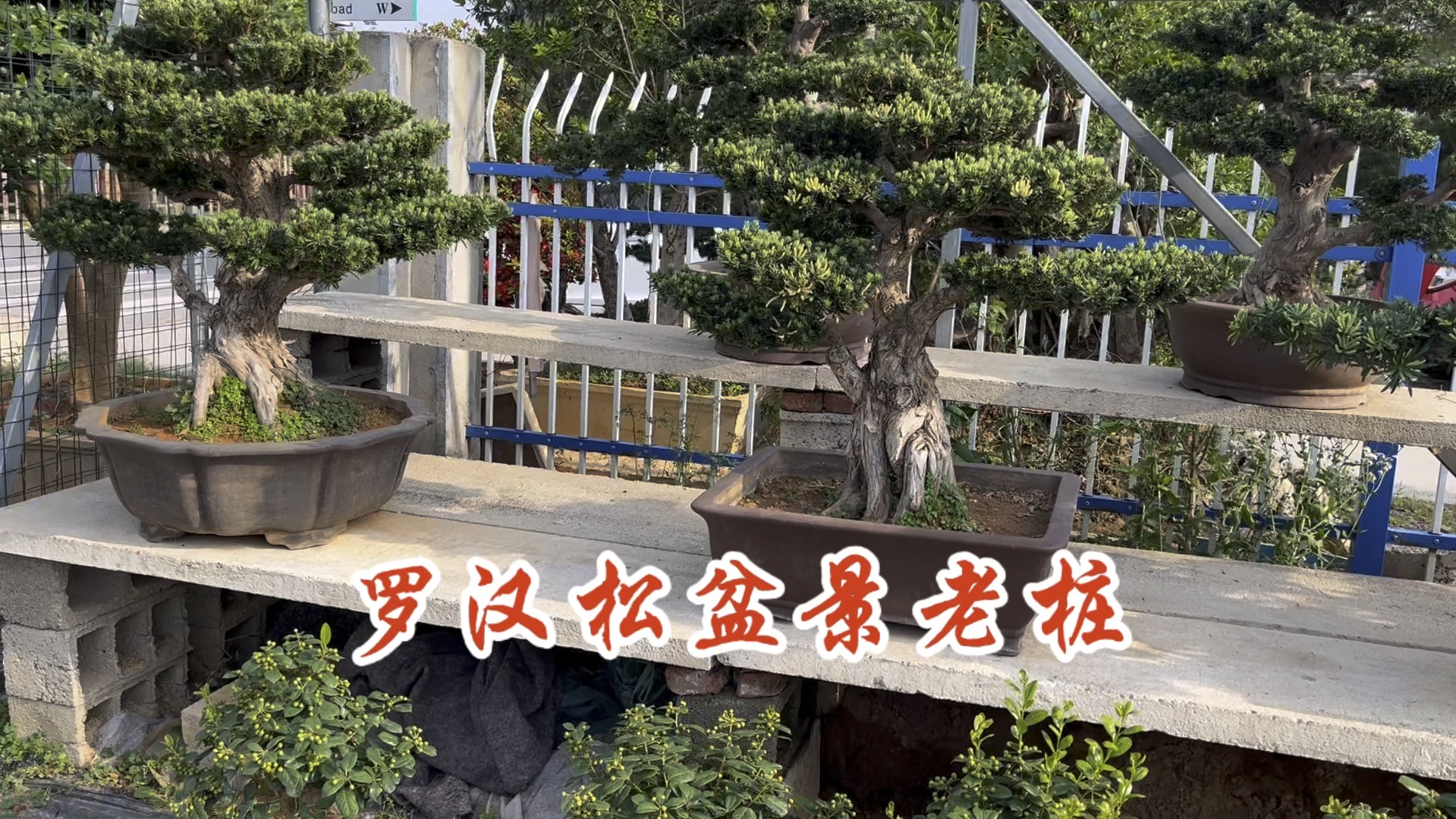 四盆米叶罗汉松盆景老桩,大骨架,价格不同,形态饱满,常绿植物