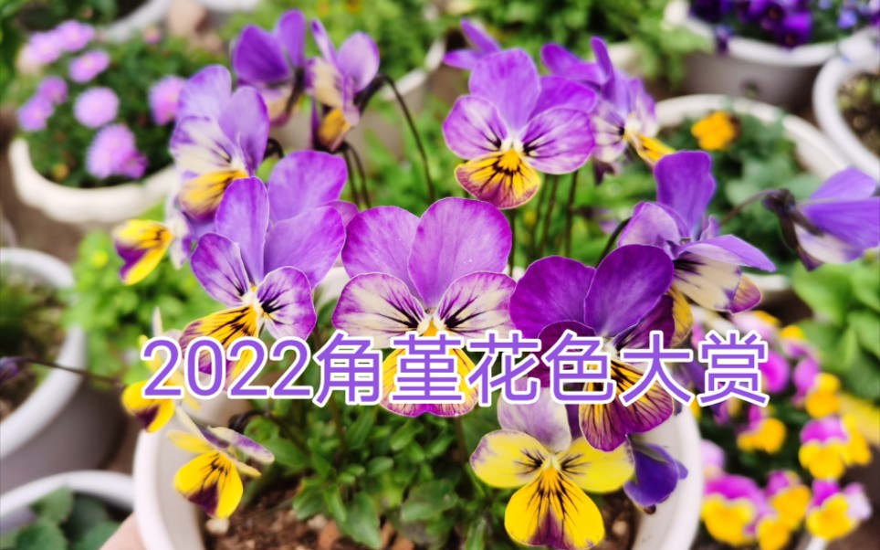 2022角堇花色大赏~~花色虽简,不负春光哔哩哔哩bilibili