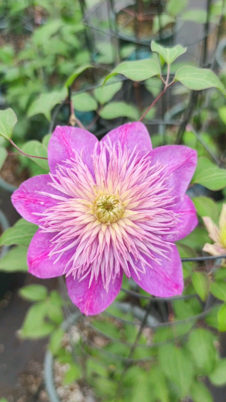 铁线莲品种: 宽皇 花期: 5-6月