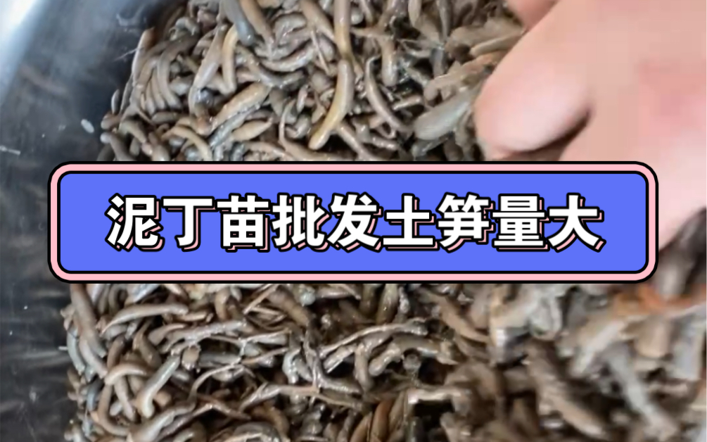 泥丁苗批发土笋土钉量大
