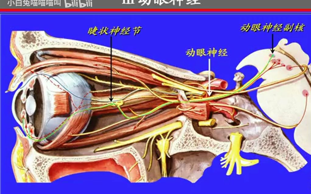 152.运动性脑神经——系统解剖学,局部解剖学——这一套就够了
