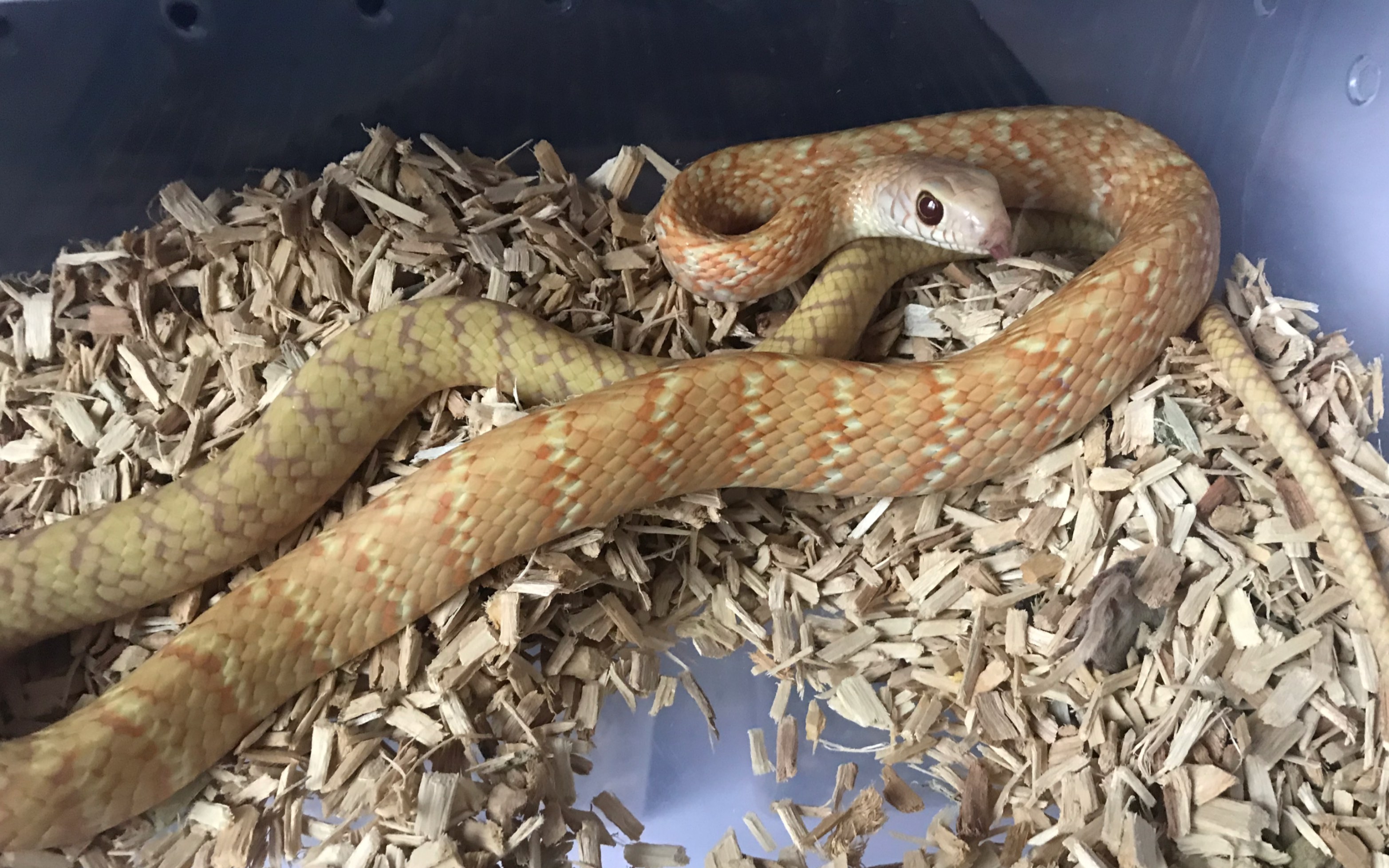 主子又买皮皮蛇啦_哔哩哔哩 (゜-゜)つロ 干杯~-bilibili