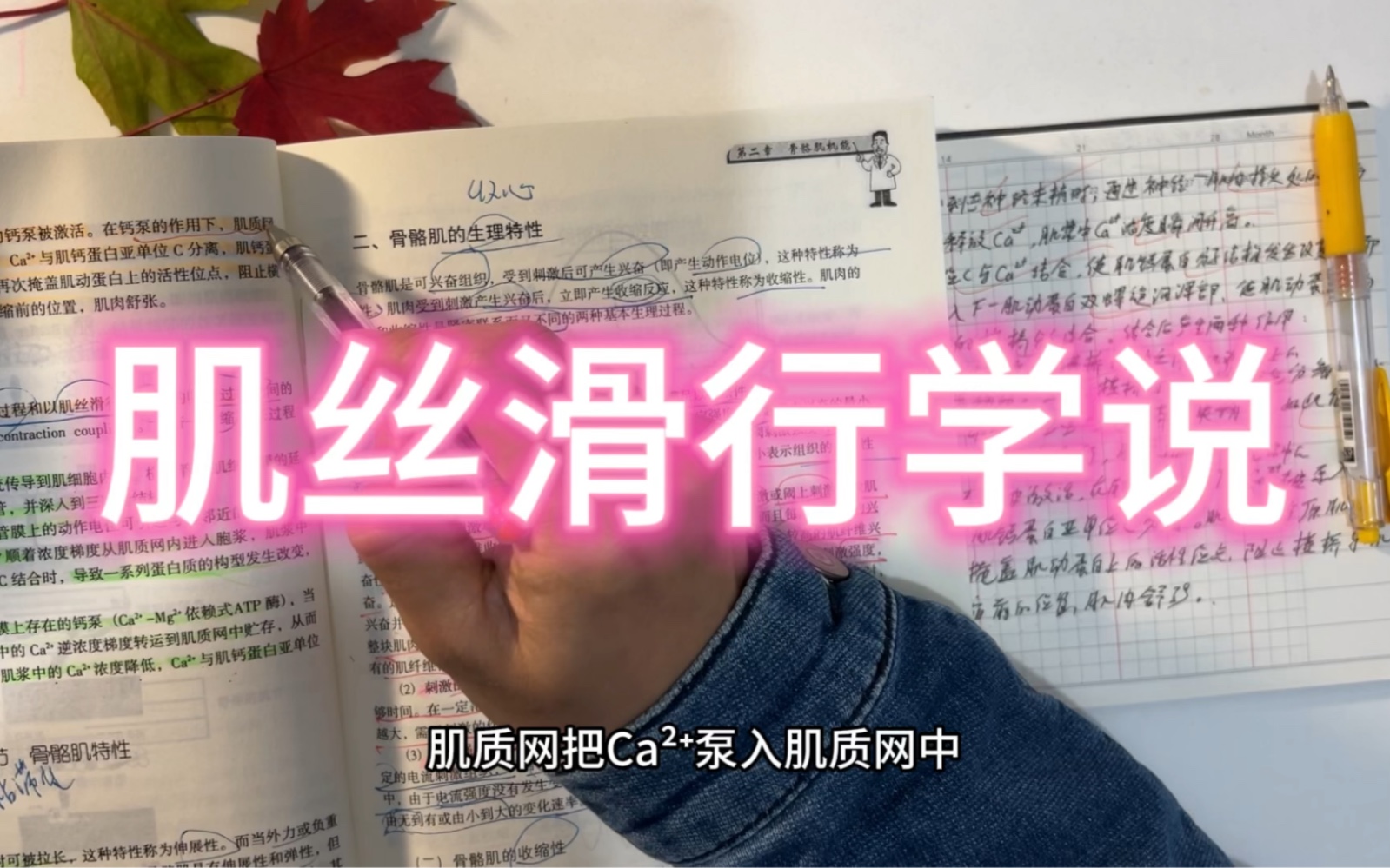 [图]运动生理学～肌丝滑行学说