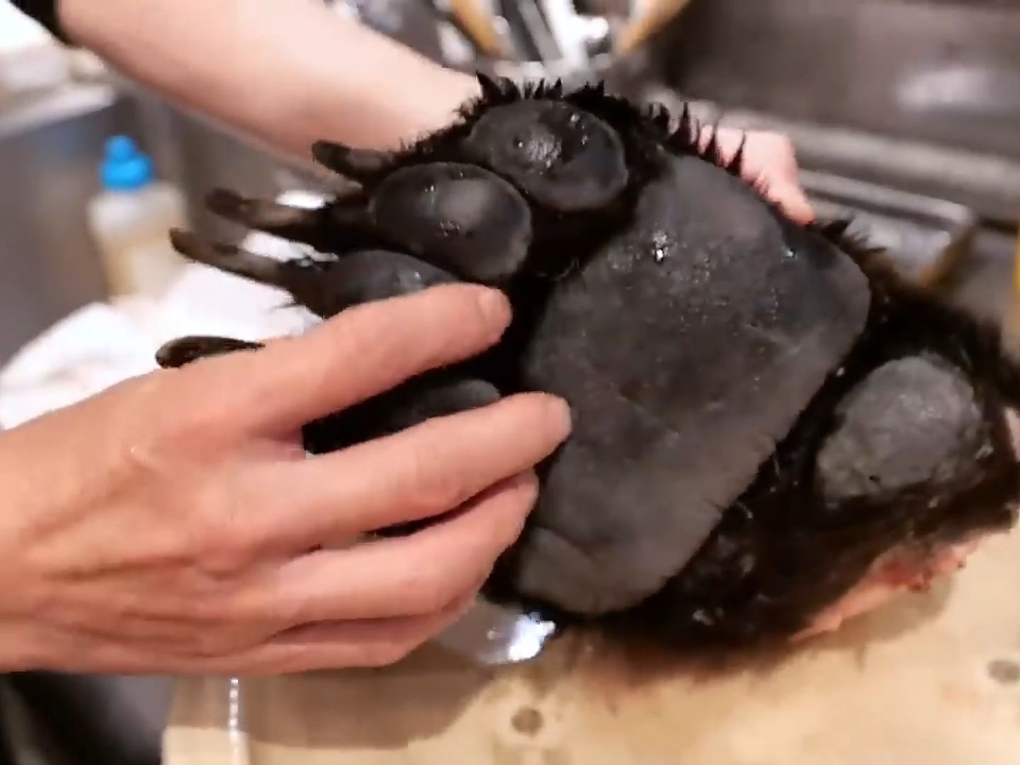 美食博主制作野生熊掌的全过程,太牛掰了!#户外美食 #美食 #熊掌