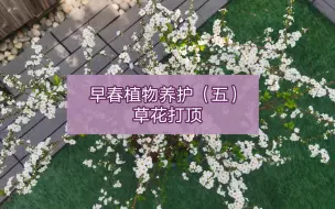 Download Video: 早春植物养护（五）草花打顶 |  【秋天嬷嬷茶的花园时光】