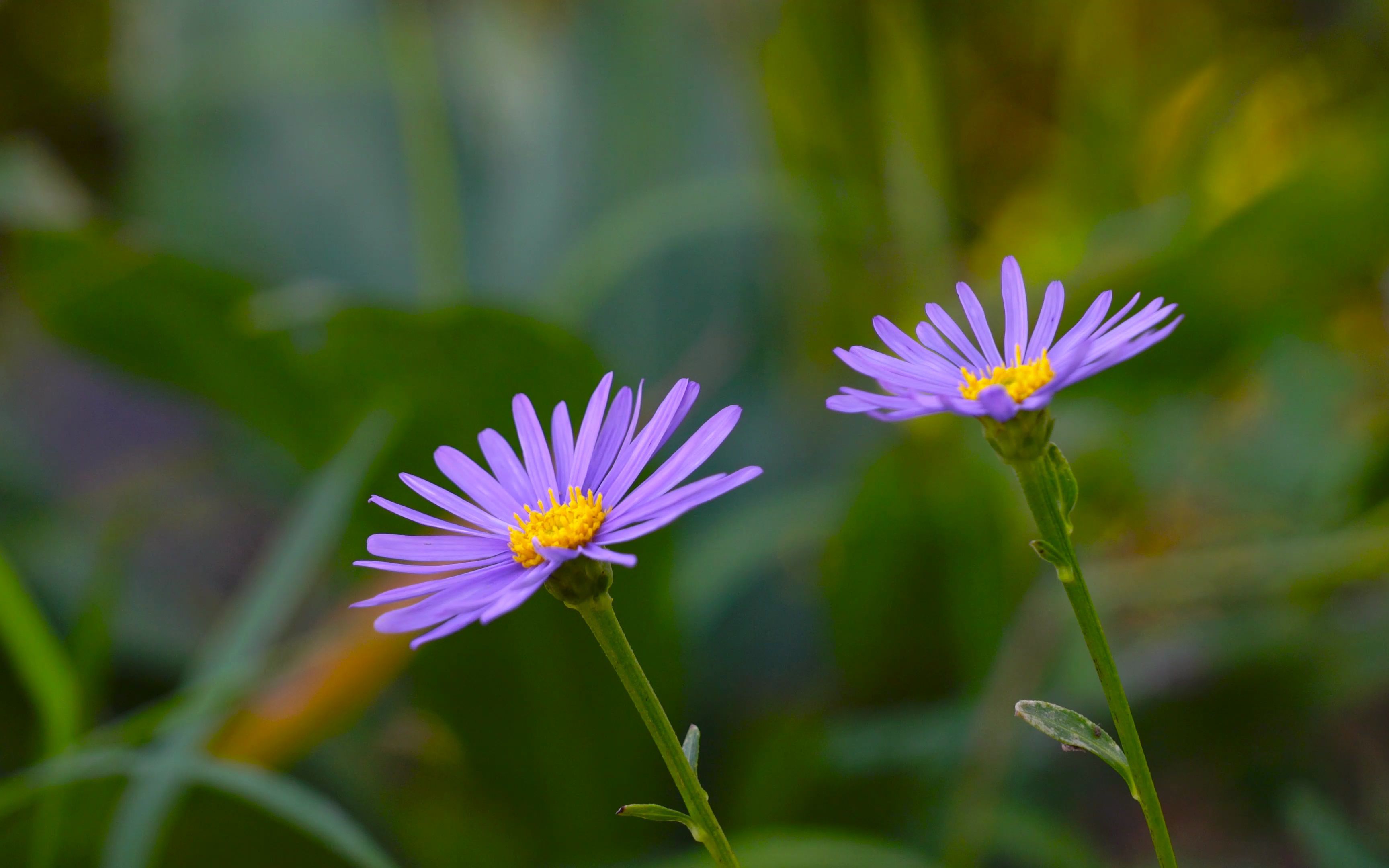 空镜头视频 植物野花野草 素材分享