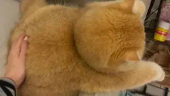 “这...这也太肥了叭~！！！”
