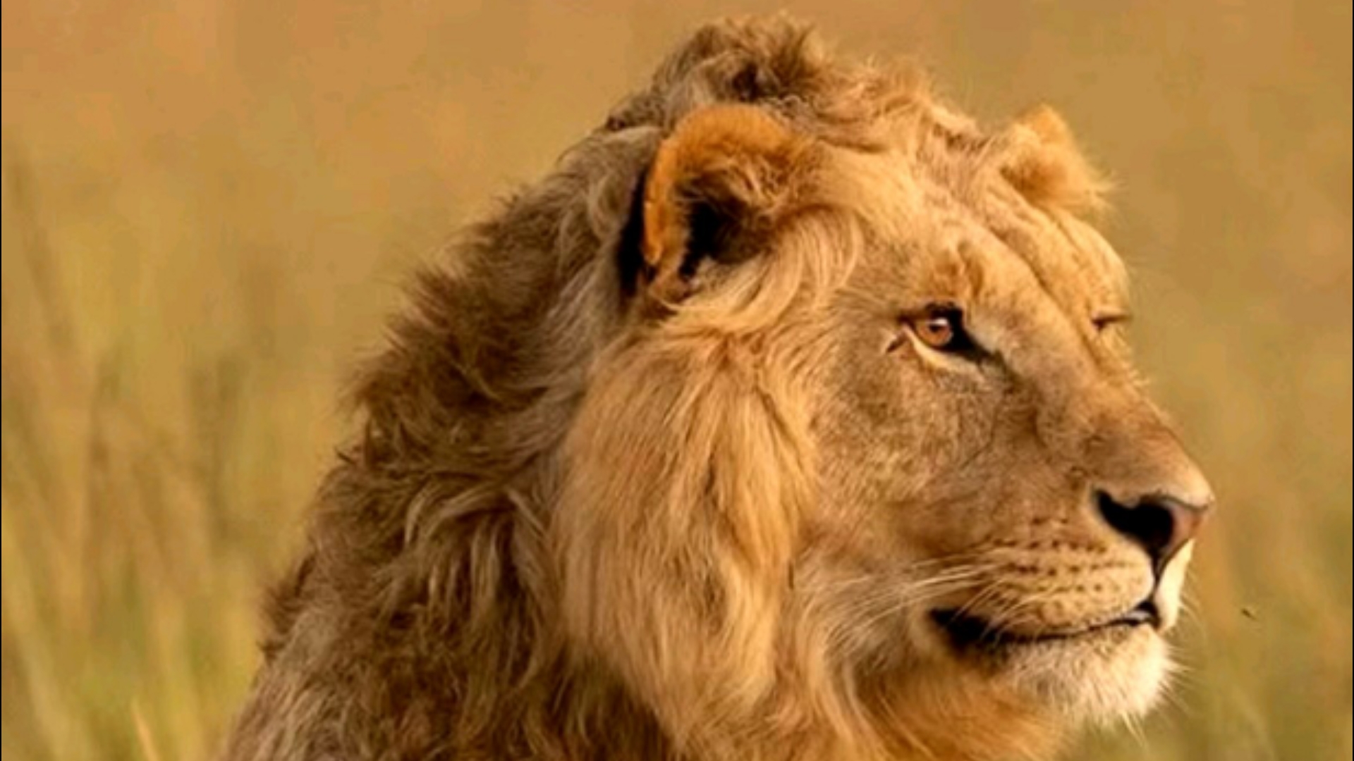 玛莎狮群地主雄狮,七头托比男孩们捕猎了一头小河马,与狮群雌狮共同