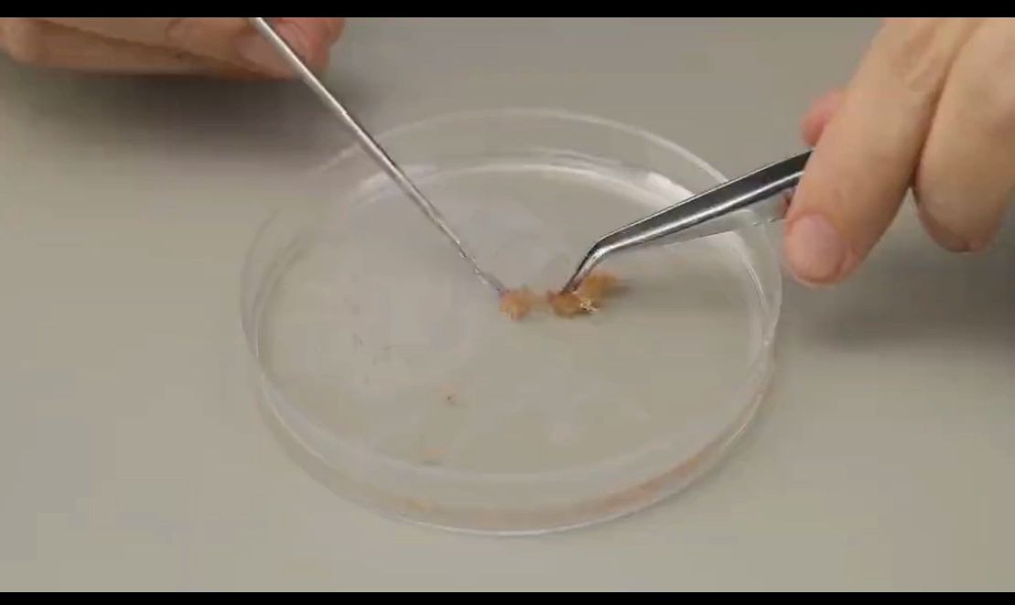 观察蝗虫精母细胞减数分裂装片