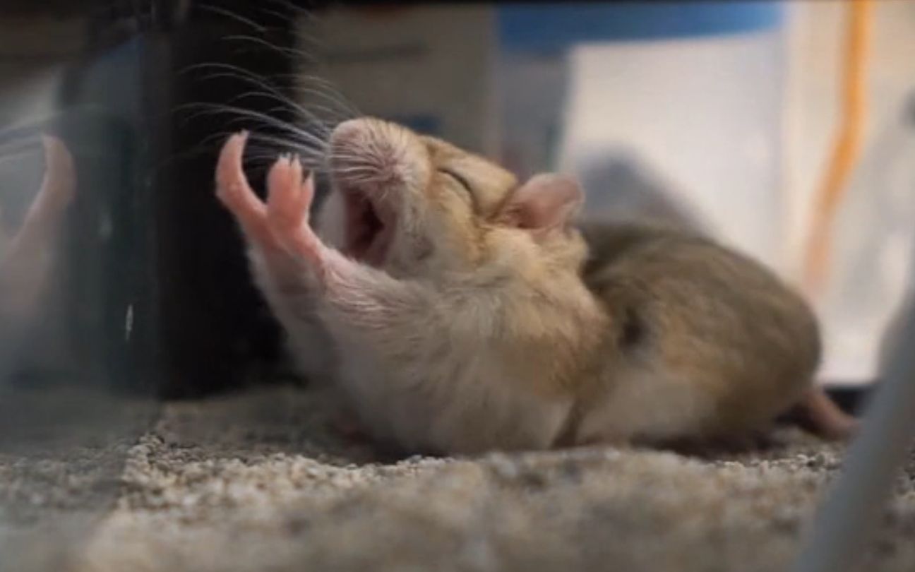 维诺家通心粉鼠打哈欠打到摔倒笑笑给你诠释花式打哈欠伸懒腰