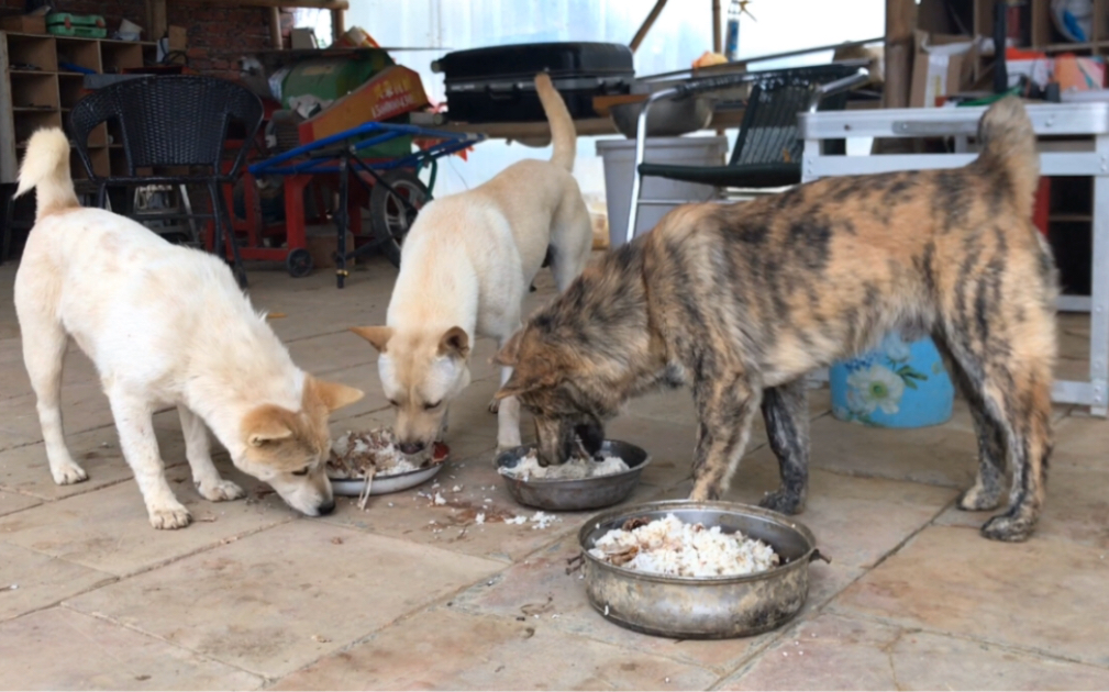 给四条土狗喂饭在外面吃饭打包了点骨头它们好喜欢都跟饿死鬼一样抢着