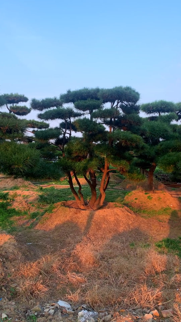 山东莱芜造型油松基地图片