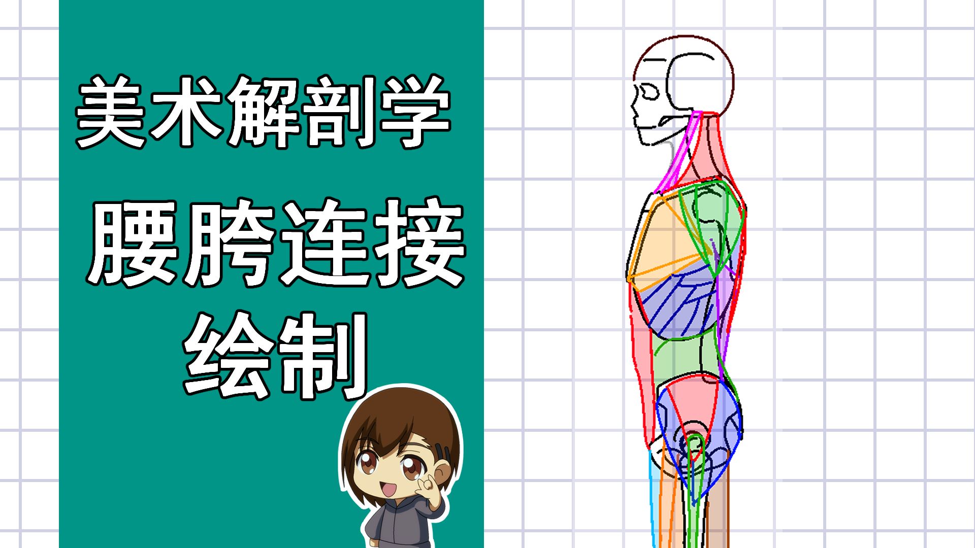 美术解剖学-56-腰胯连接绘制
