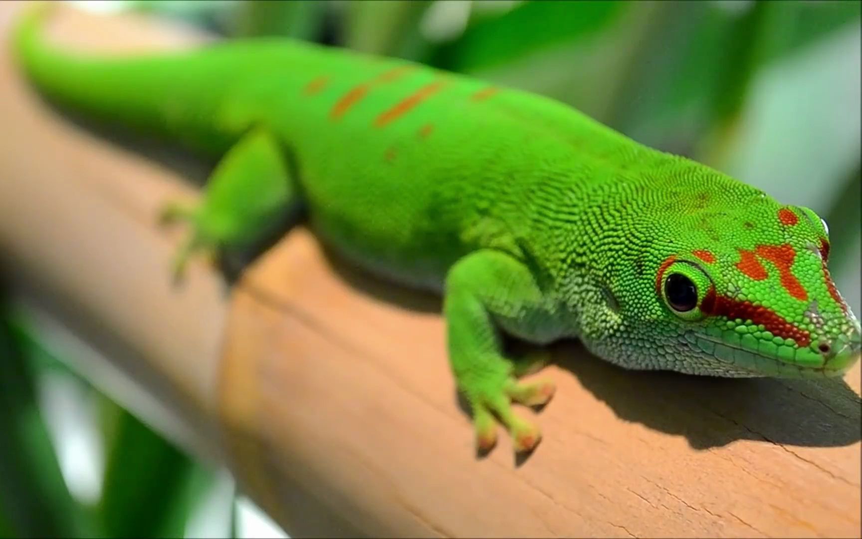 【REPTILE爬行日记】马岛巨人日行守宫——可能你从未通过这么近的镜头,观赏到颜色这么艳丽漂亮的马岛巨人日行守宫哔哩哔哩bilibili