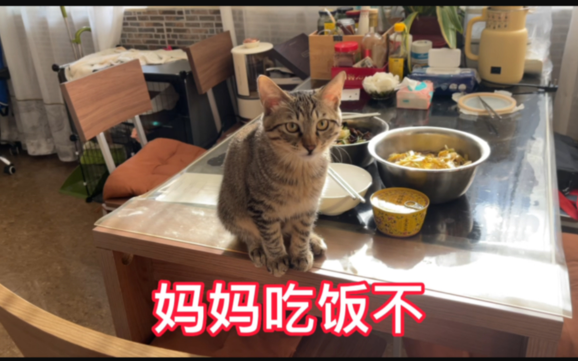 俩毛孩子吃饱喝足肥猫直接躺平,小奶猫自己找个纸球玩的可开心了!哔哩哔哩bilibili