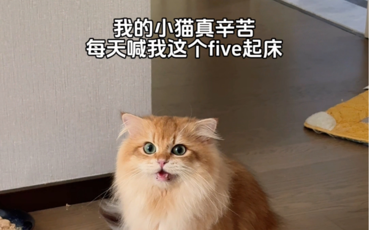 我那辛苦的小猫闹钟哔哩哔哩bilibili