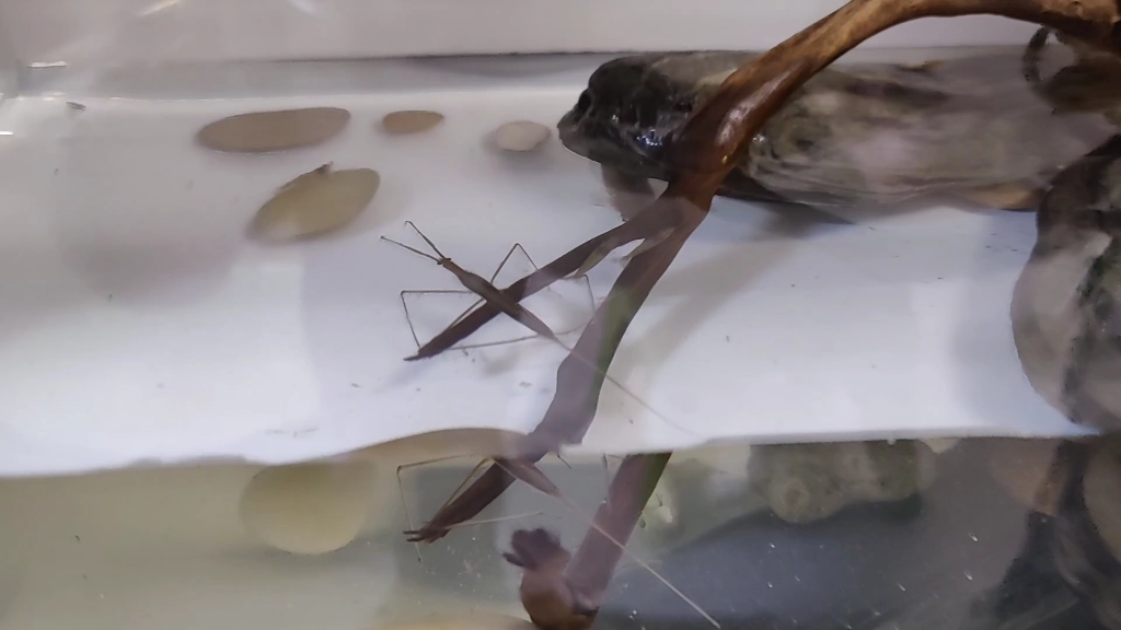 解锁新物种— 水螳螂