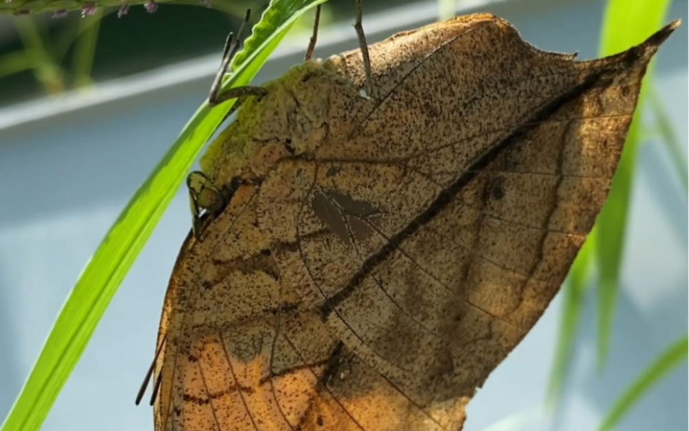 枯叶蛱jia蝶合上翅膀像一片枯叶伪装的高手大人们都忍不住纷纷赞叹