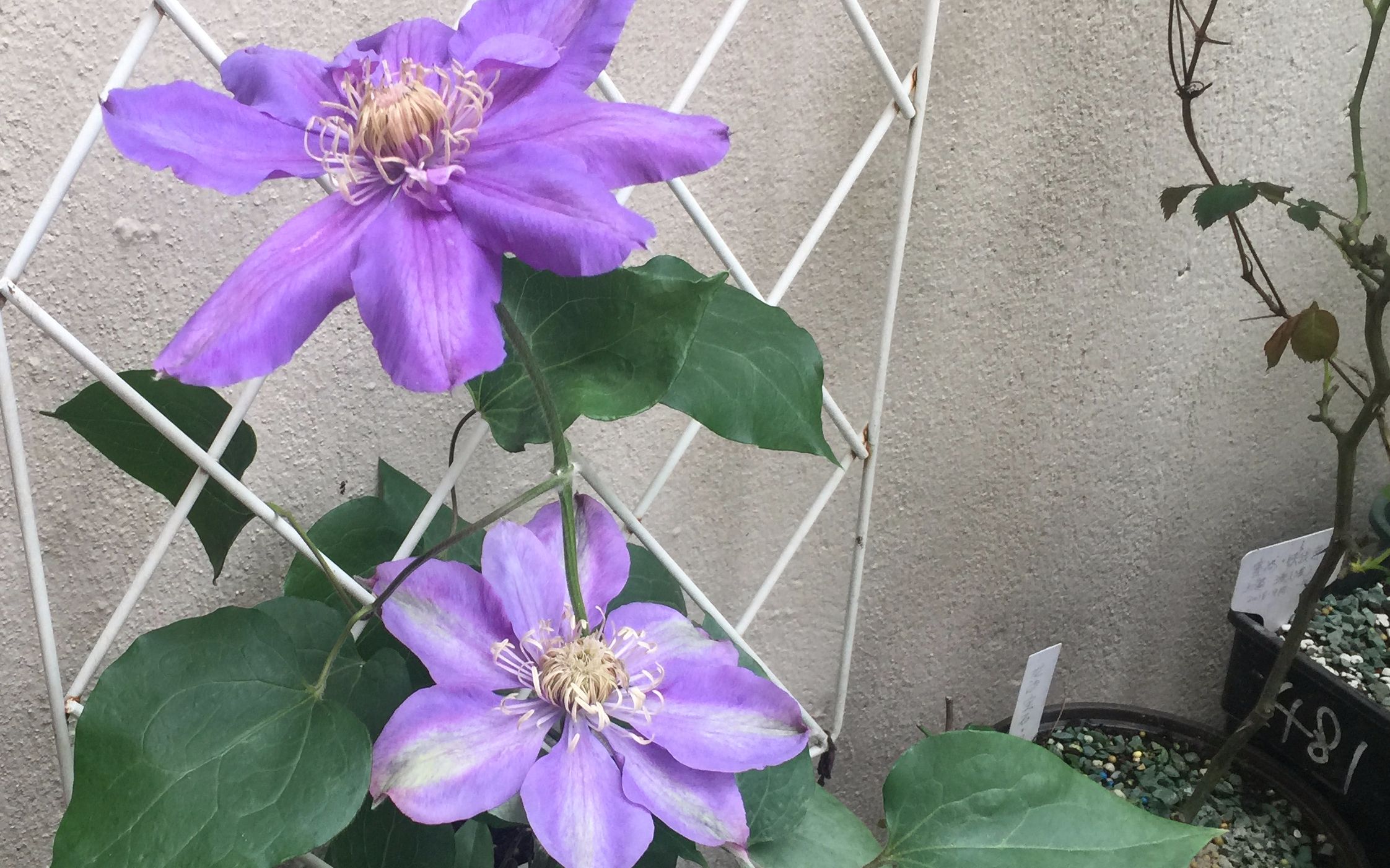 【园艺分享】薇安,巴黎风情 铁线莲 盛开了的宿迁百合