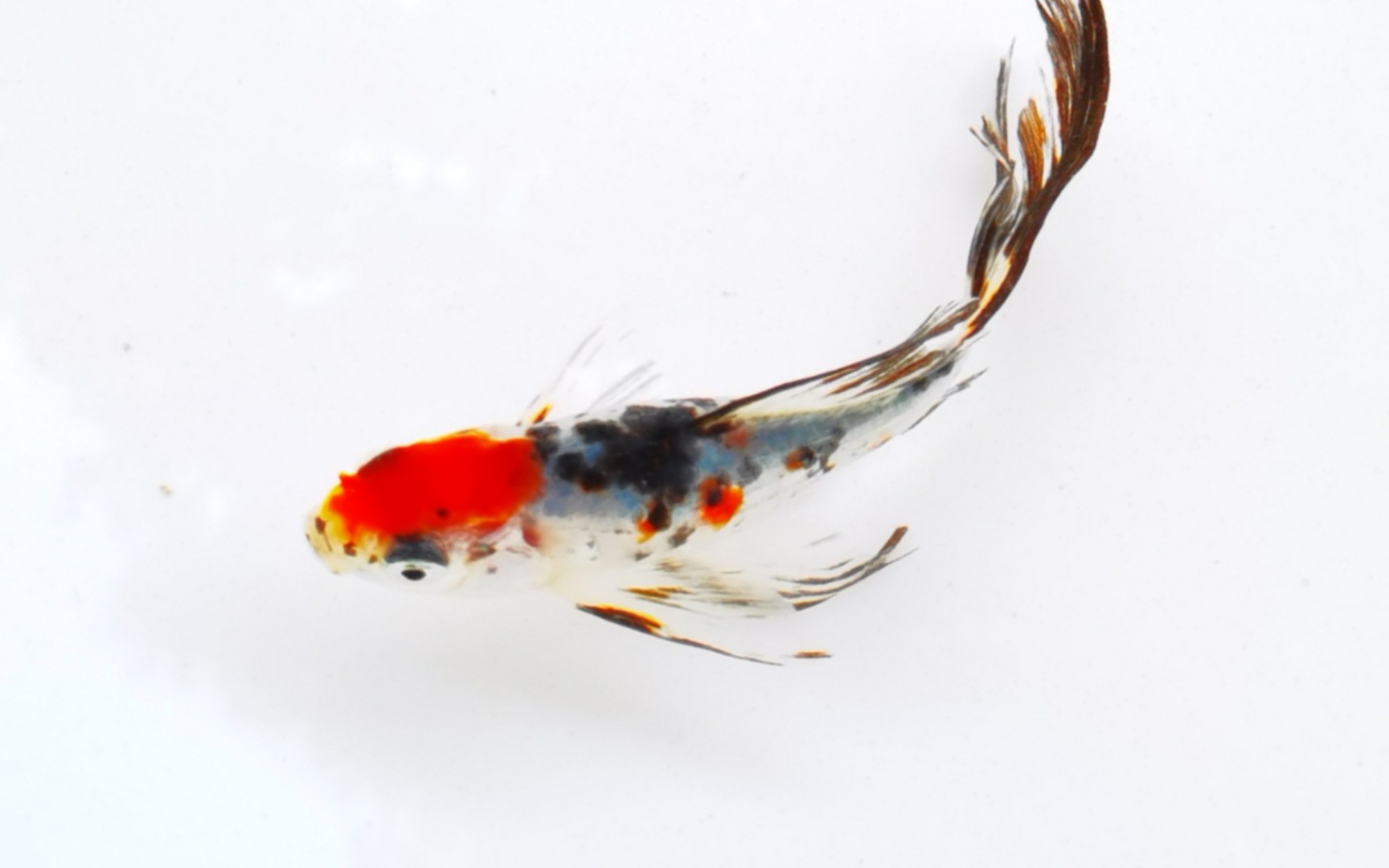 【草金】又买了一条长尾五花草金鱼,为了它还斥巨资买了个盆,但已后悔