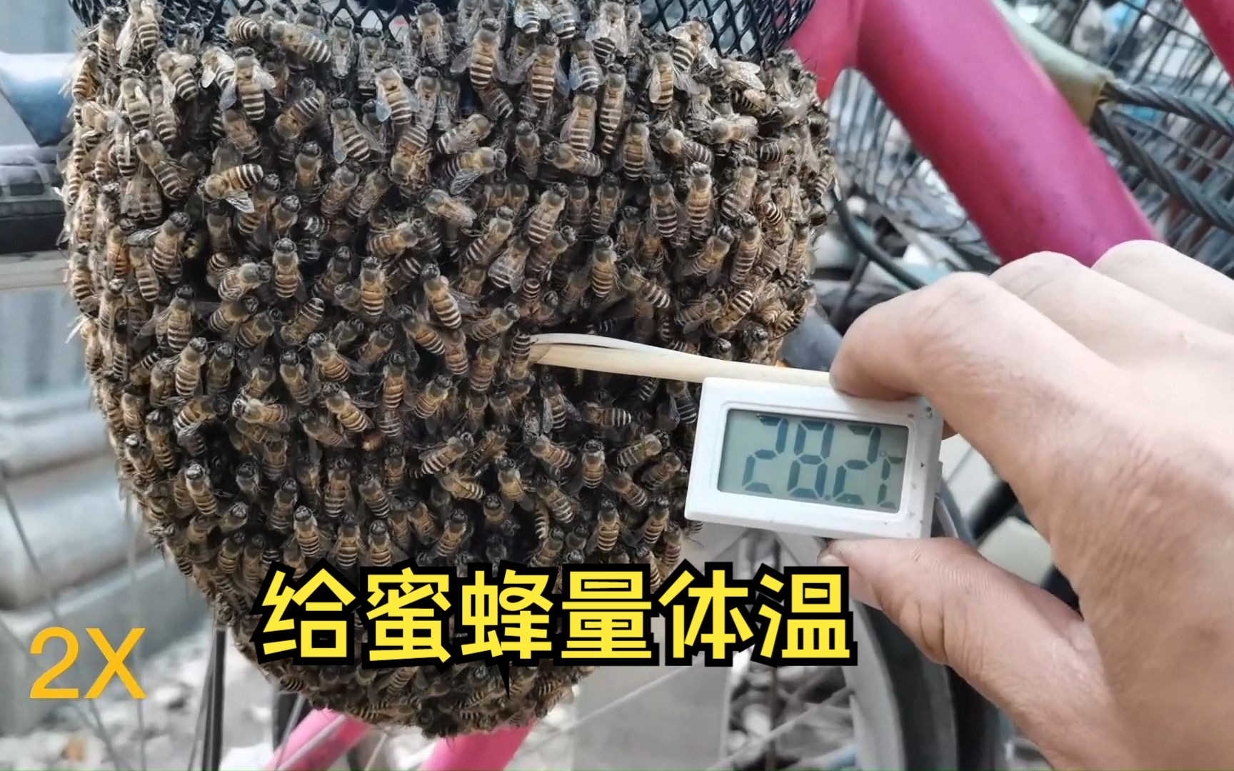 [图]蜜蜂竟然是恒温动物？能焐手吗？