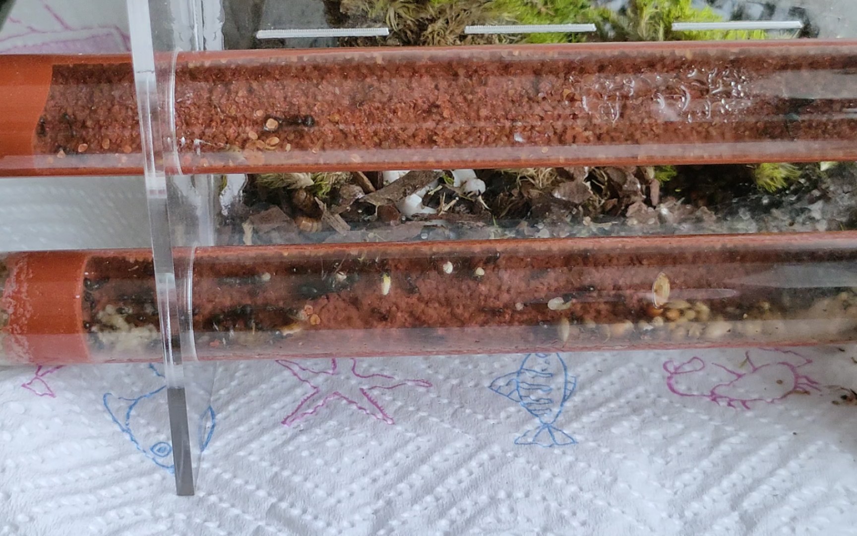 蚁巢内部,11分钟四倍速.