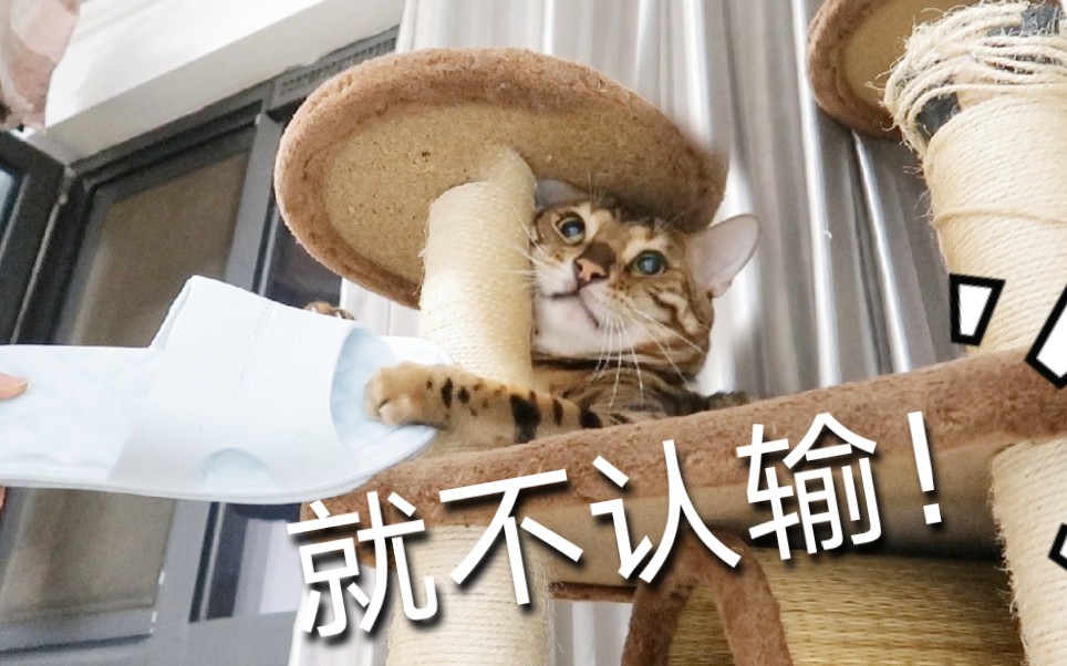 活动作品猫咪拆家治不好打一顿就好了