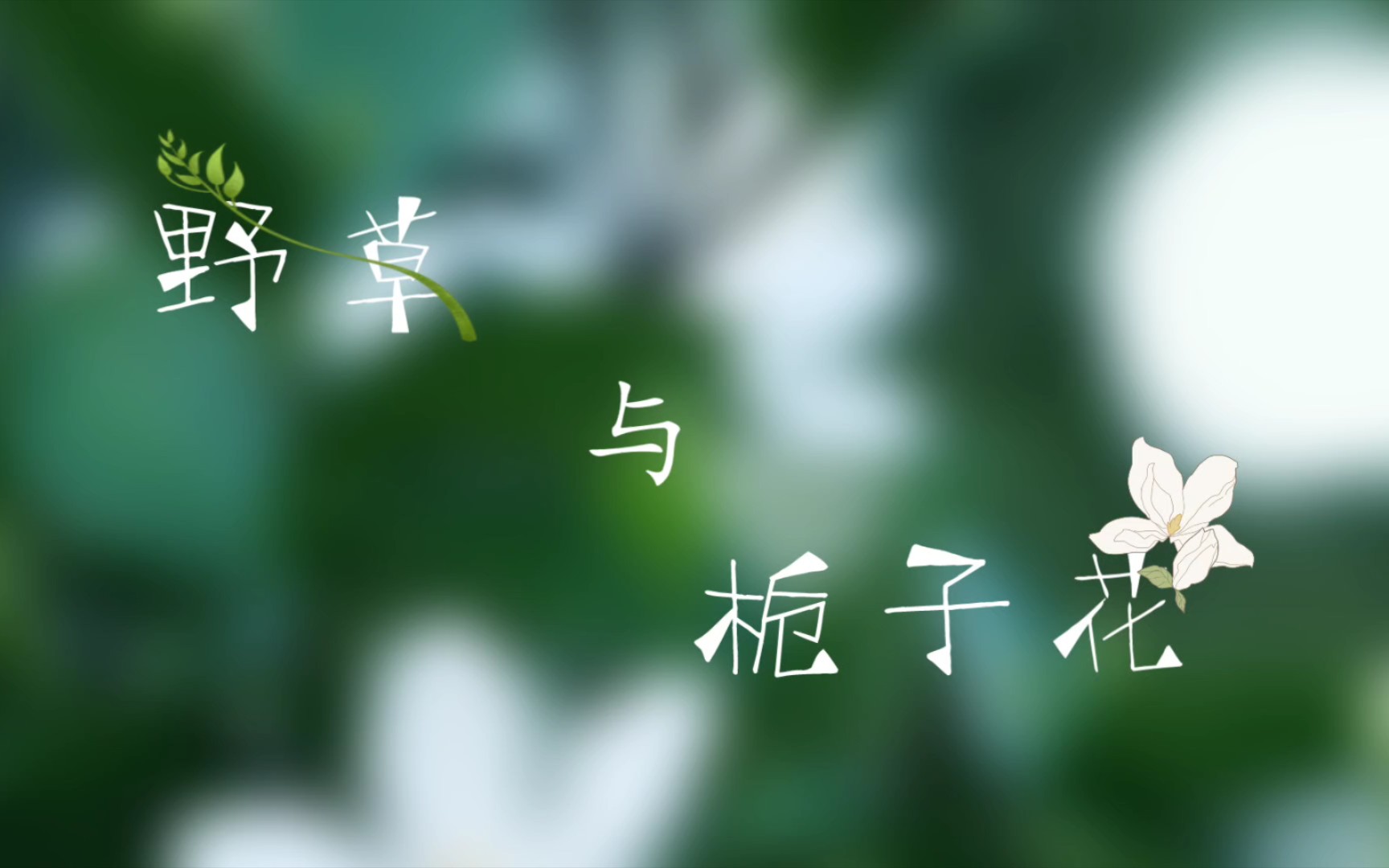《野草与栀子花》片段