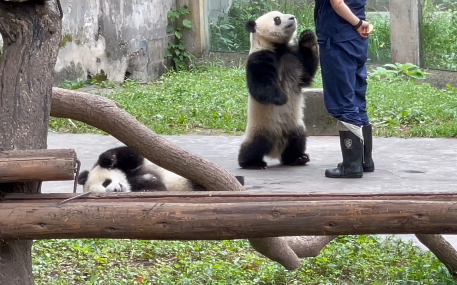 蔓越莓的崽崽～ 我们渝可也会站站啦～ 太可爱啦～重庆动物园 大熊猫