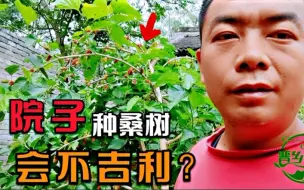 Download Video: 在院子里种了棵桑树，很多网友说不吉利？你相信这种说法吗？