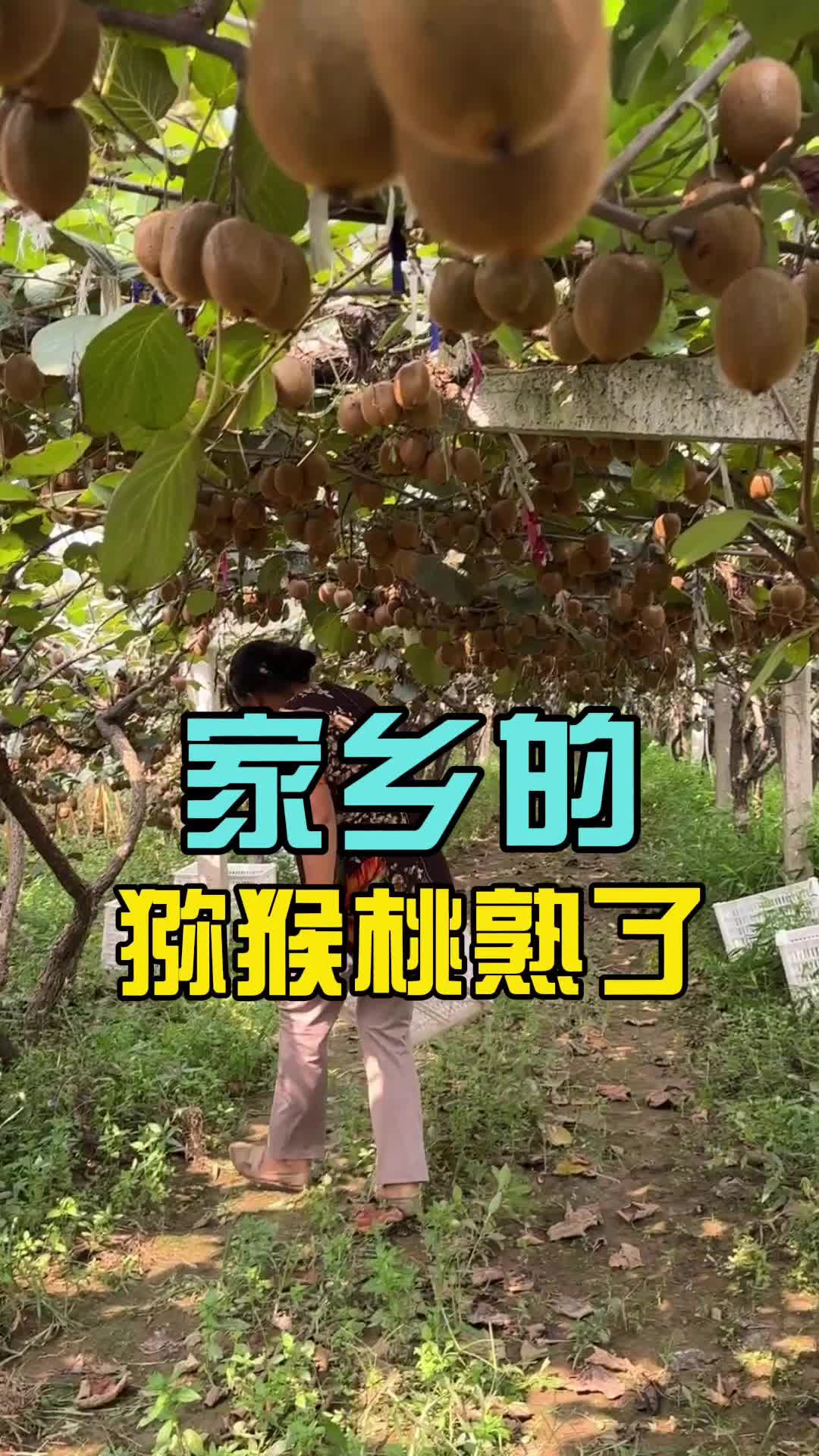 果园里的甜蜜任务:猕猴桃采摘全纪录哔哩哔哩bilibili