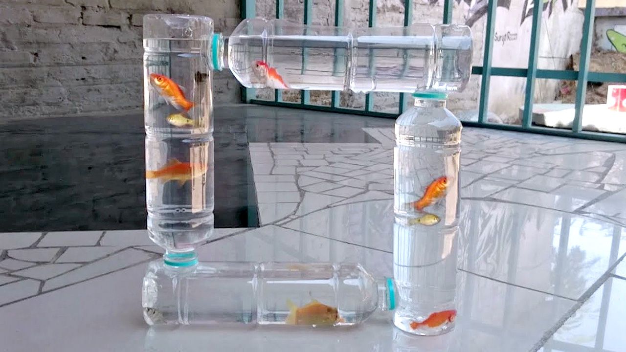 教你一招,在家养金鱼再也不用买鱼缸啦